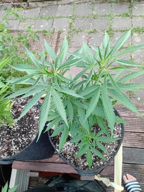 I know what you planted last summer. Week 7