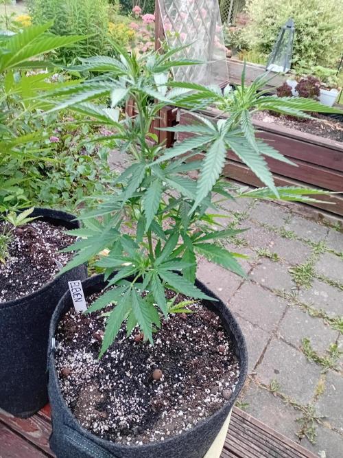 I know what you planted last summer. Week 7