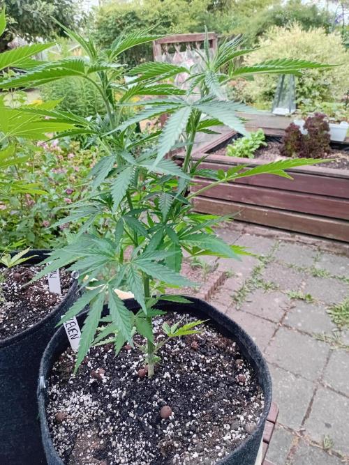 I know what you planted last summer. Week 7