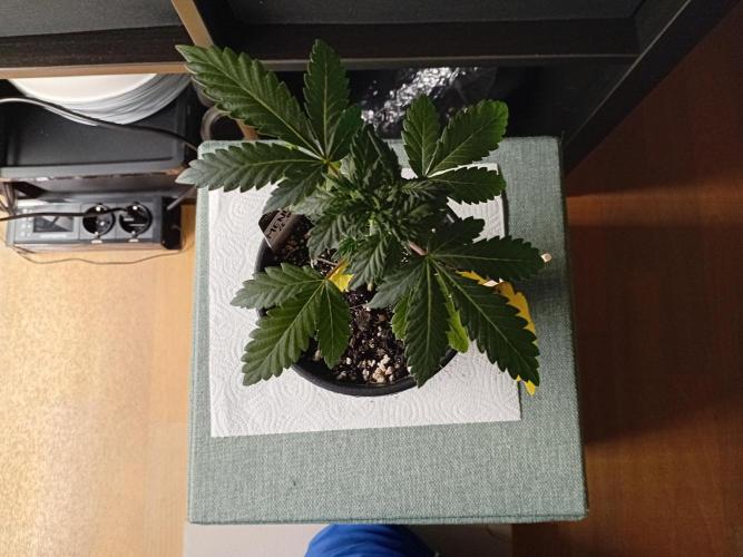 Luzid Mendo Crème Dream 🍦😺. Week 4