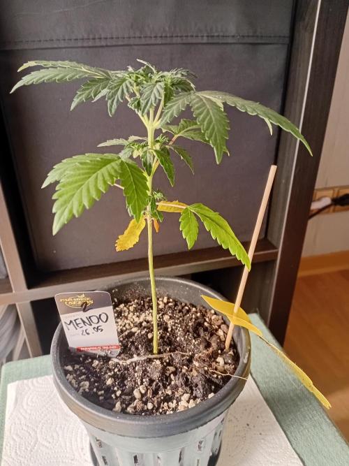 Luzid Mendo Crème Dream 🍦😺. Week 4