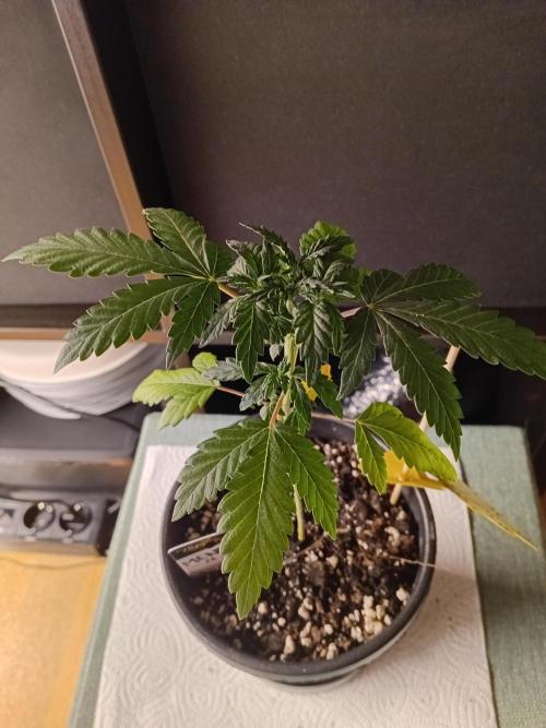Luzid Mendo Crème Dream 🍦😺. Week 4
