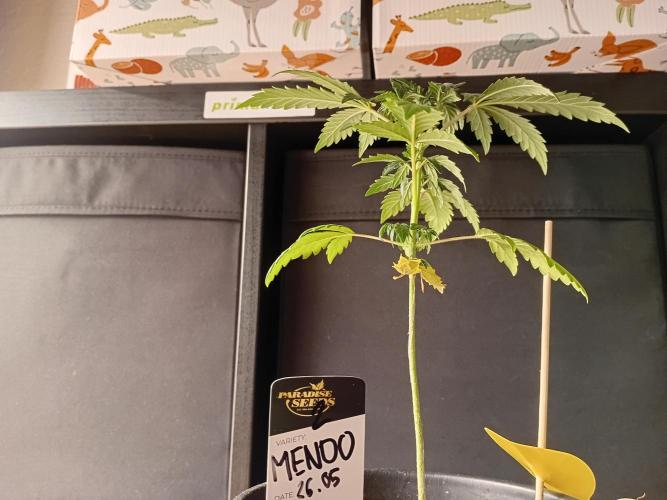 Luzid Mendo Crème Dream 🍦😺. Week 4