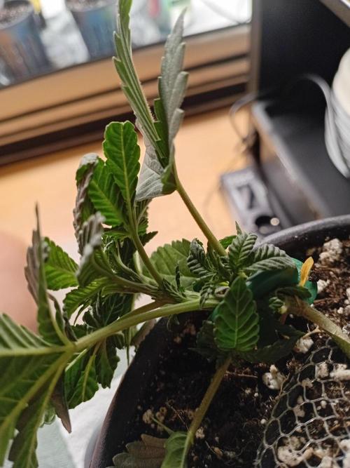 Bubblegum XL. Week 2