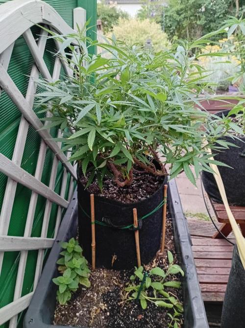 Strength and Medical Mass. Week 20