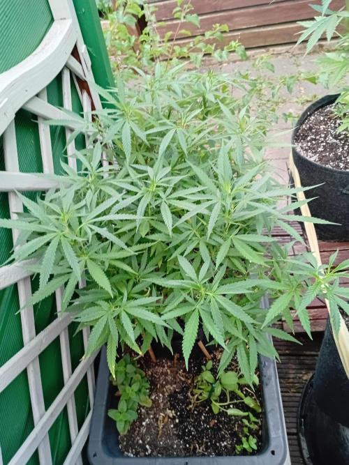 Strength and Medical Mass. Week 20