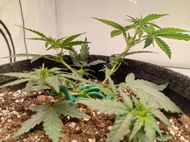 Wedding Cake Without a Bride ❤️‍?. Week 3