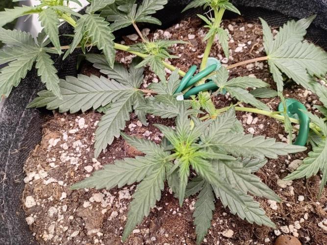 Wedding Cake Without a Bride ❤️‍?. Week 3