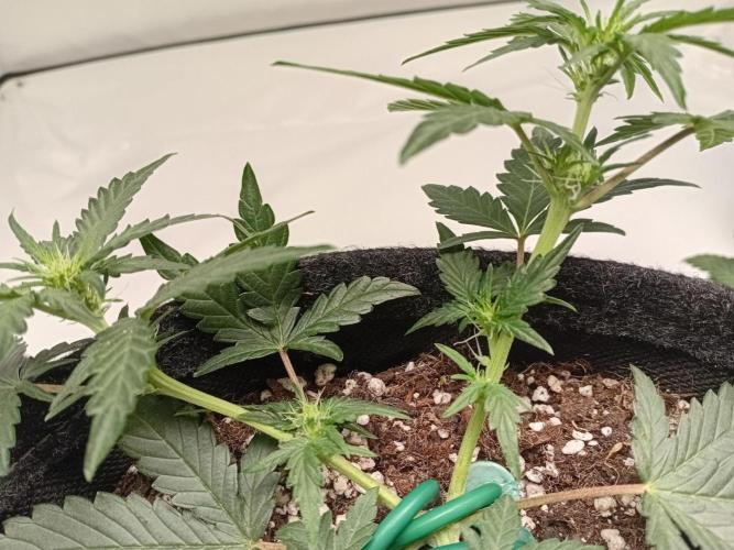 Wedding Cake Automatic. Week 3