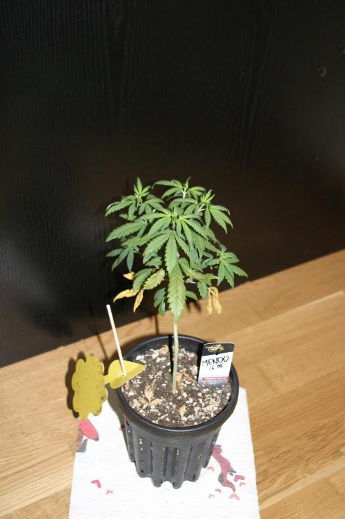 Luzid Mendo Crème Dream 🍦😺. Week 5