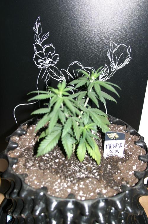 Luzid Mendo Crème Dream 🍦😺. Week 5