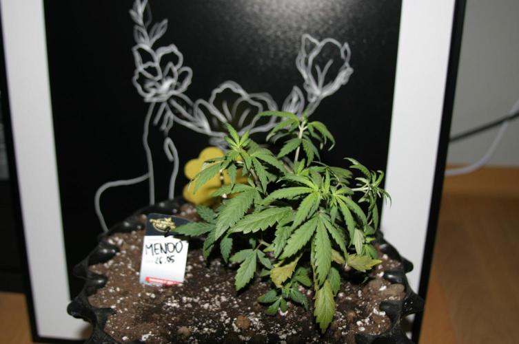 Luzid Mendo Crème Dream 🍦😺. Week 5