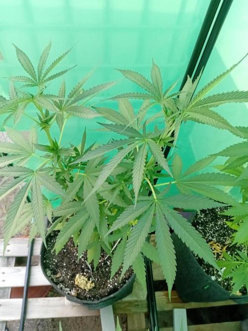 Between Growth and Madness. Week 8