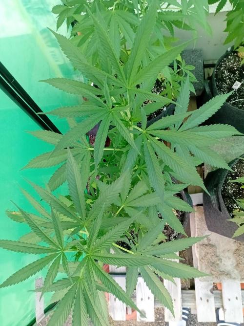 Between Growth and Madness. Week 8