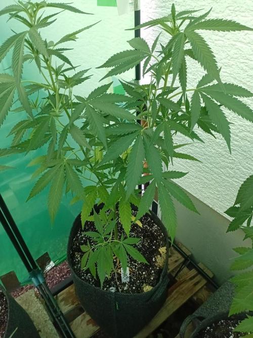 Green Thumbs at the Traphouse. Week 8