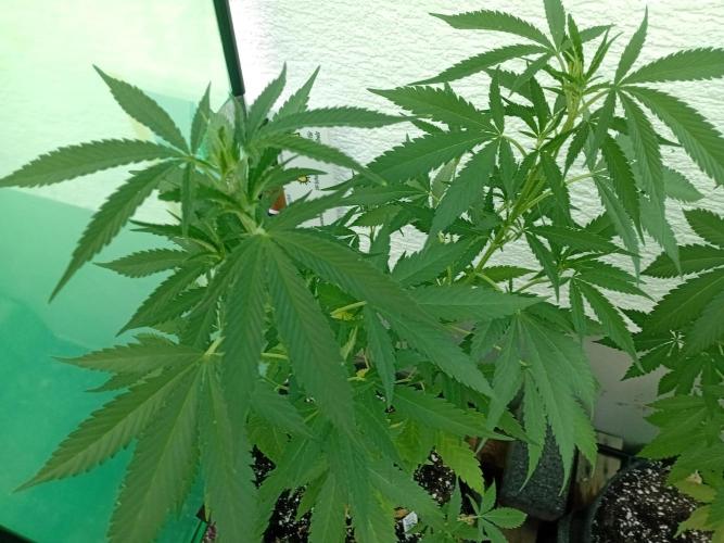 Green Thumbs at the Traphouse. Week 8