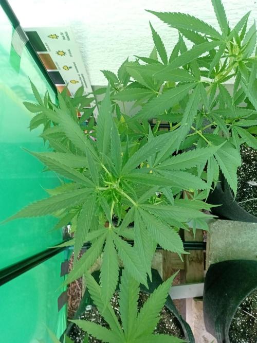 Green Thumbs at the Traphouse. Week 8