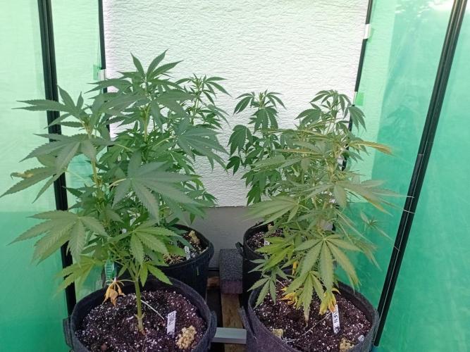 Green Thumbs at the Traphouse. Week 8