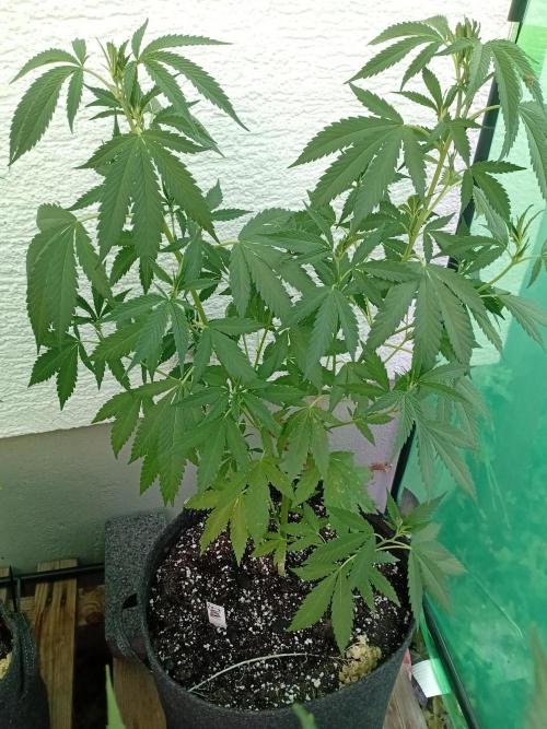 Photosynthesis on the Burnerphone. Week 8