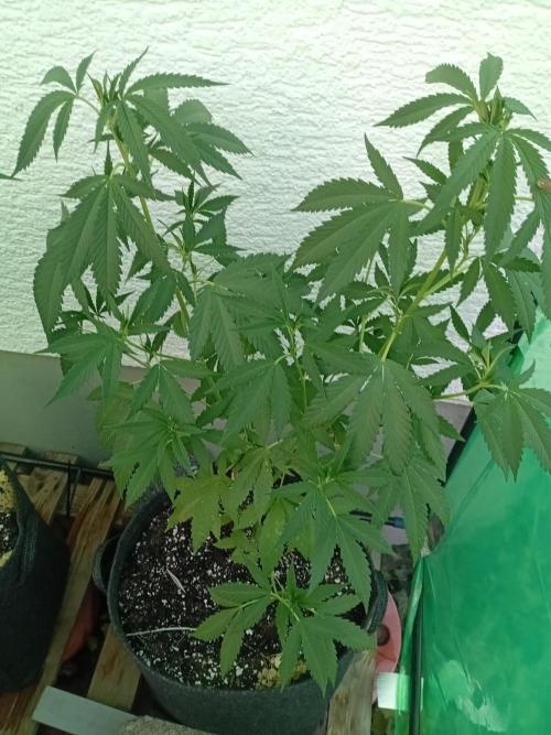 Photosynthesis on the Burnerphone. Week 8