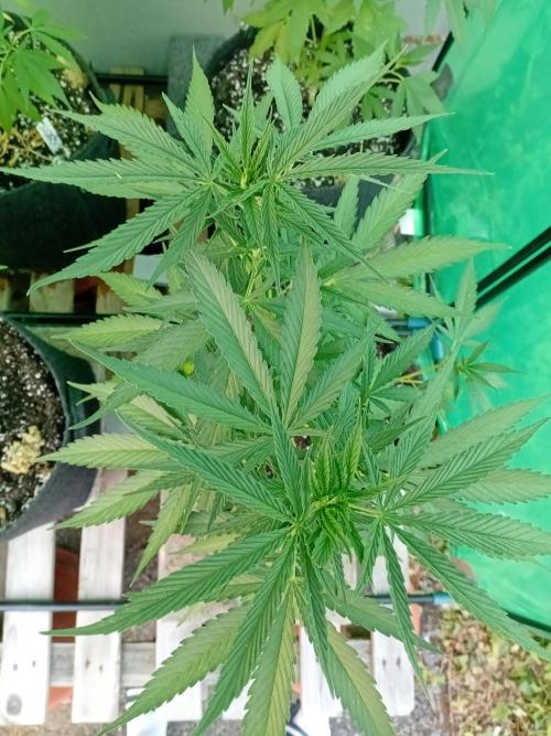 I know what you planted last summer. Week 8