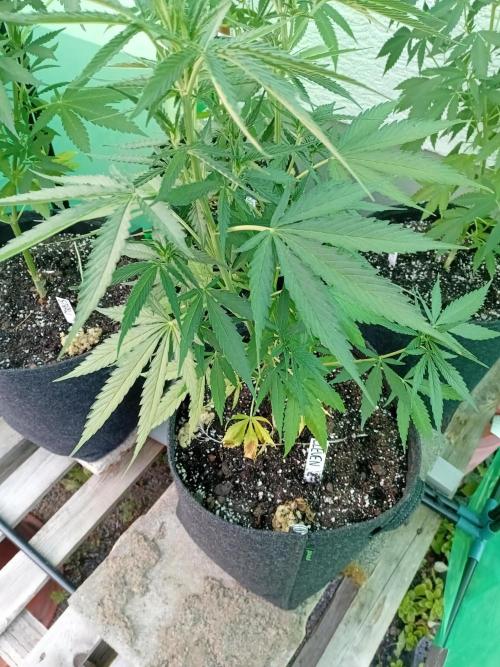 I know what you planted last summer. Week 8