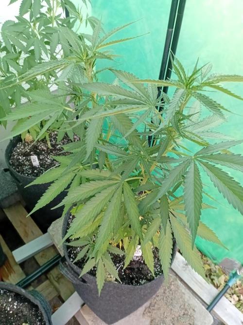 I know what you planted last summer. Week 8