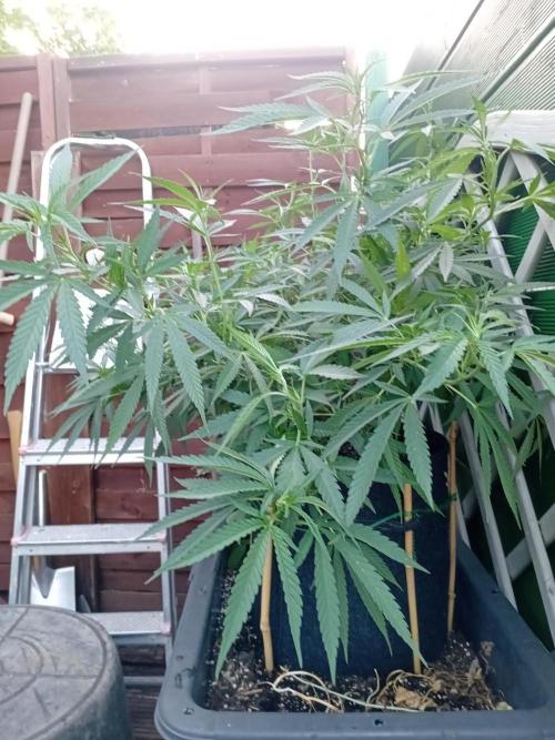 Strength and Medical Mass. Week 21