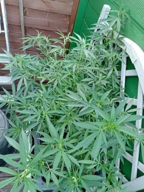 Royal Queen Seeds - Medical Mass by Kushycat