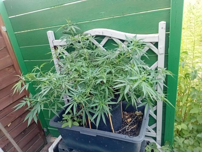Strength and Medical Mass. Week 21