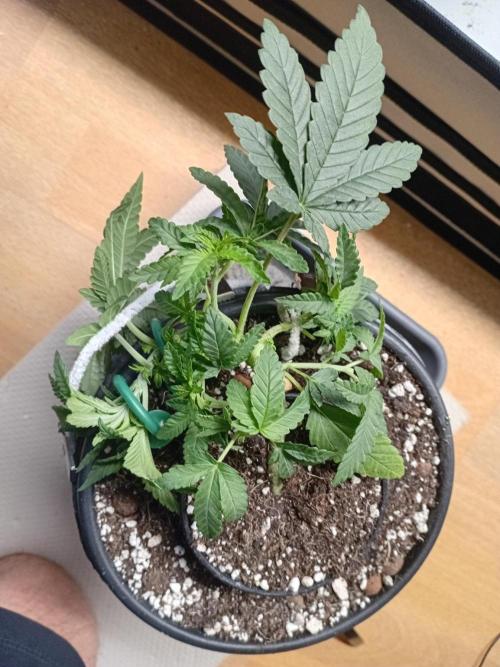 BubblegumXL op de Straaaaat. Week 3