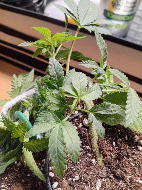 BubblegumXL op de Straaaaat. Week 3