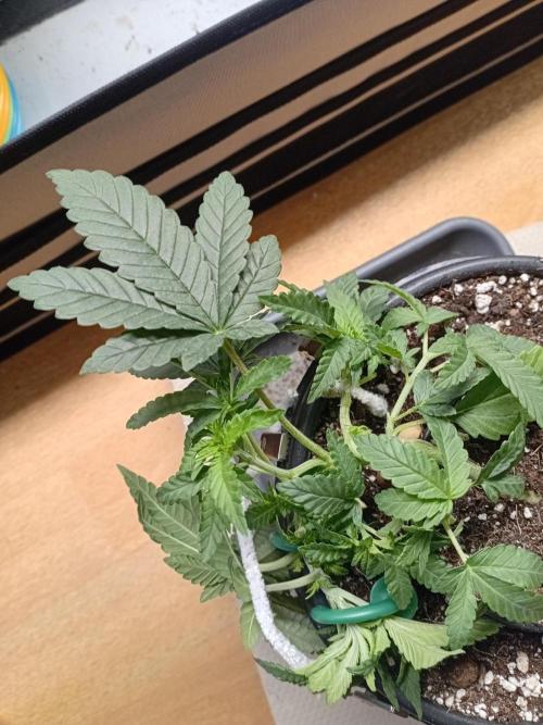 Bubblegum XL. Week 3