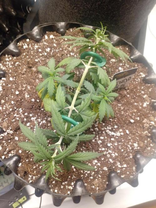 Luzid Mendo Crème Dream 🍦😺. Week 5