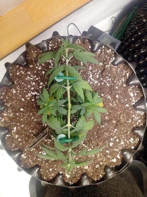 Luzid Mendo Crème Dream 🍦😺. Week 5