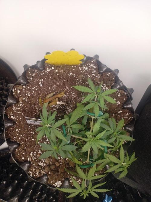 Luzid Mendo Crème Dream 🍦😺. Week 5