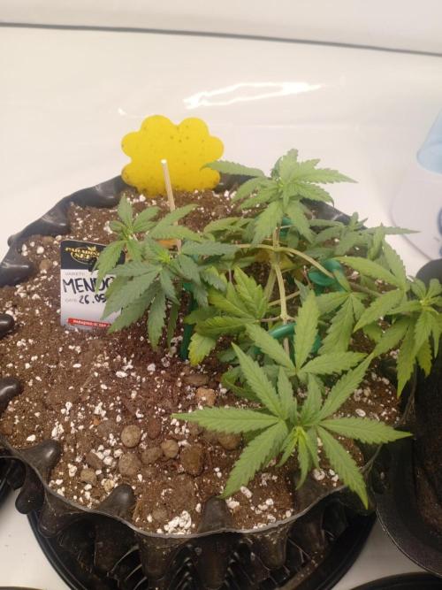 Luzid Mendo Crème Dream 🍦😺. Week 5