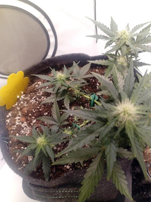 Wedding Cake Without a Bride ❤️‍?. Week 4