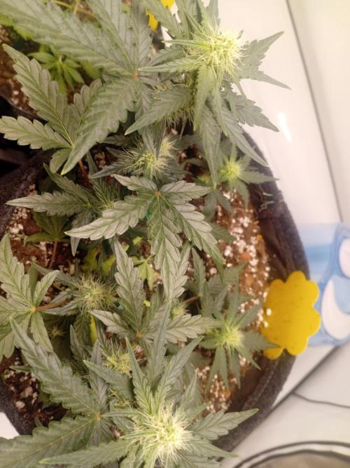 Wedding Cake Without a Bride ❤️‍?. Week 4