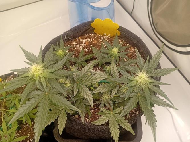 Wedding Cake Without a Bride ❤️‍?. Week 4