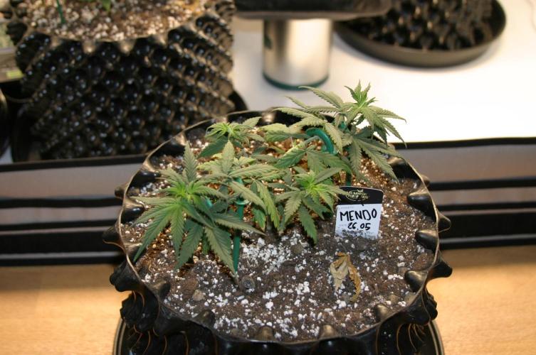 Luzid Mendo Crème Dream 🍦😺. Week 6