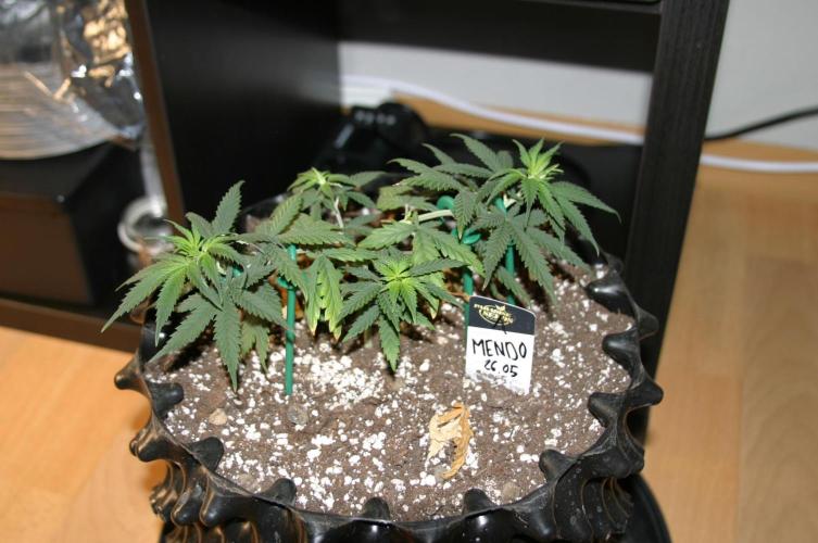 Luzid Mendo Crème Dream 🍦😺. Week 6