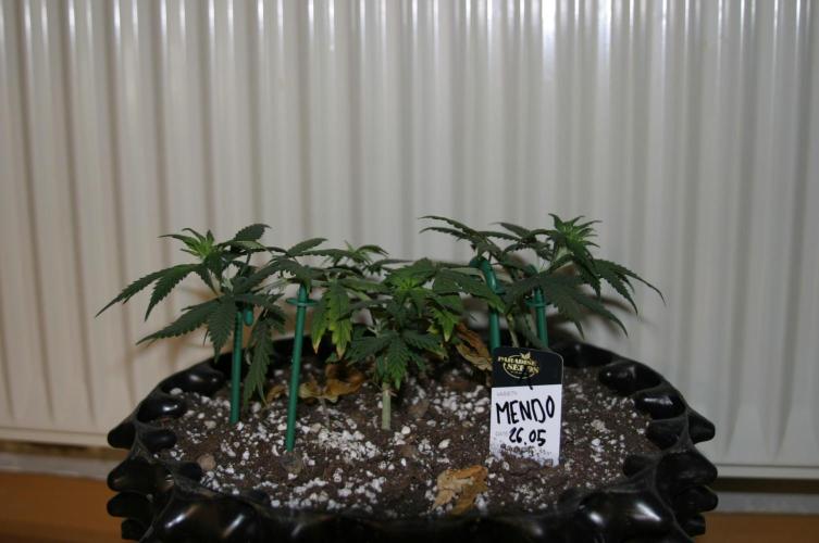 Luzid Mendo Crème Dream 🍦😺. Week 6