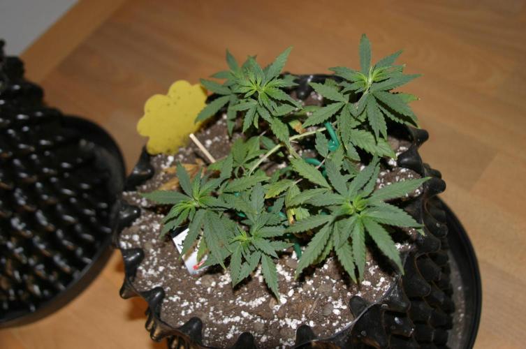 Luzid Mendo Crème Dream 🍦😺. Week 6