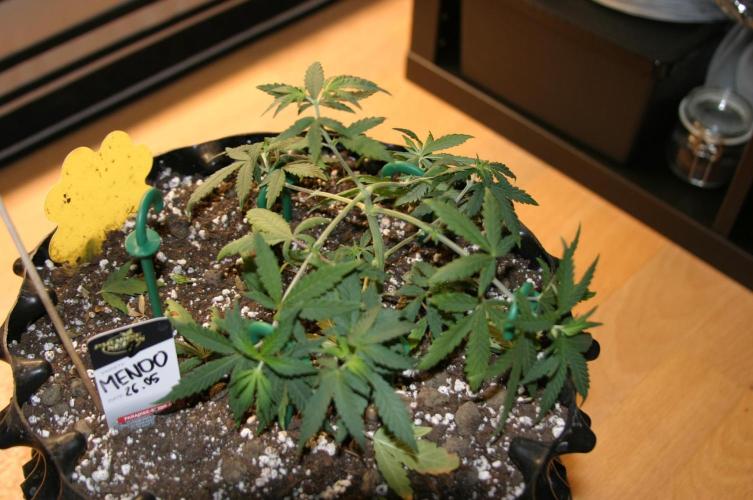 Luzid Mendo Crème Dream 🍦😺. Week 6