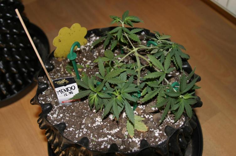 Luzid Mendo Crème Dream 🍦😺. Week 6
