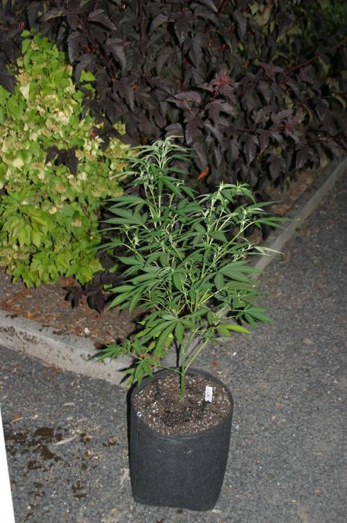 Green Thumbs at the Traphouse. Week 9