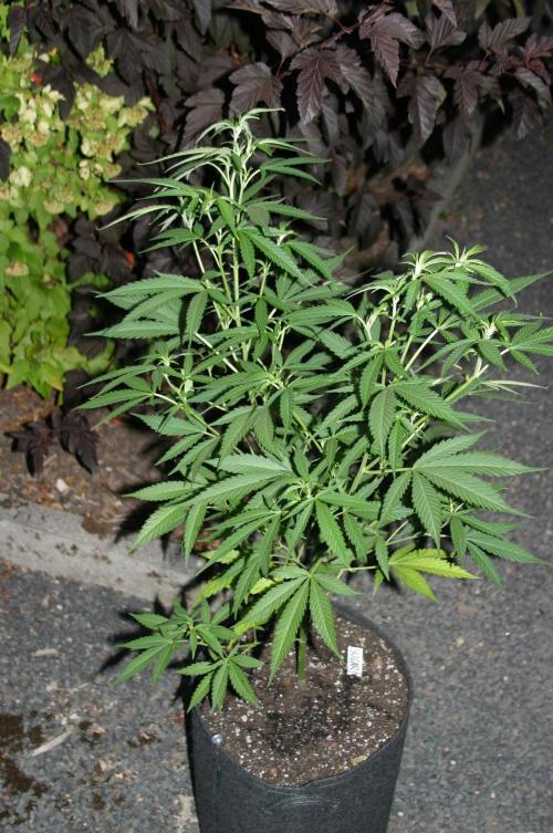 Green Thumbs at the Traphouse. Week 9