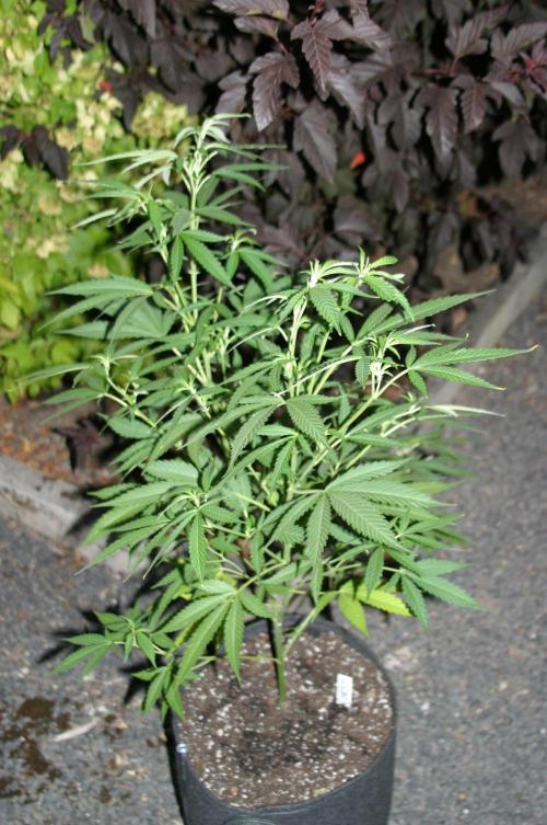 Green Thumbs at the Traphouse. Week 9