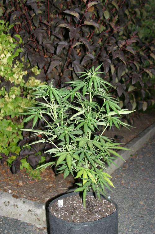 I know what you planted last summer. Week 9